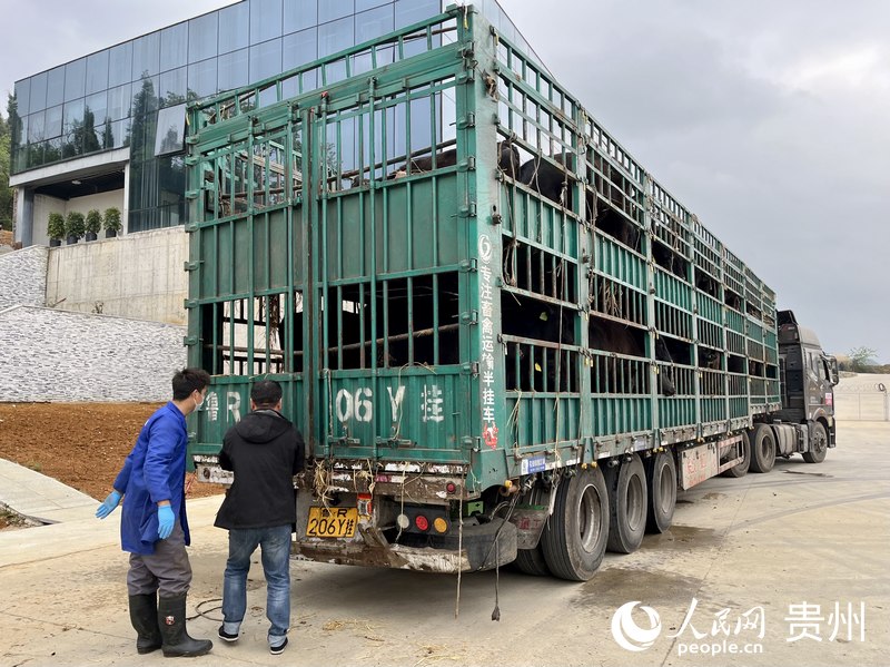 滿車的肥牛即將從貴州運(yùn)往內(nèi)蒙。人民網(wǎng) 李麗萍攝