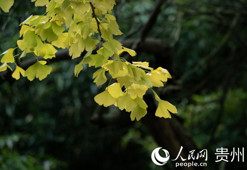 觀山湖公園秋意漸濃。人民網(wǎng) 陽(yáng)茜攝