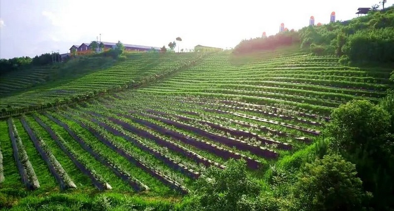 1.藍(lán)莓在陽(yáng)光下生長(zhǎng)。麻江縣水務(wù)局供圖.jpg