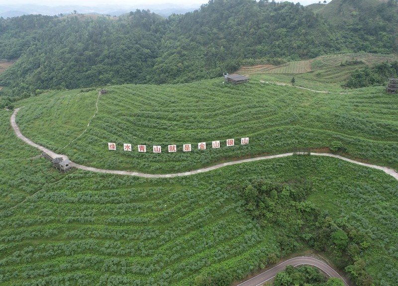 2.藍(lán)莓種植基地。麻江縣水務(wù)局供圖.jpg