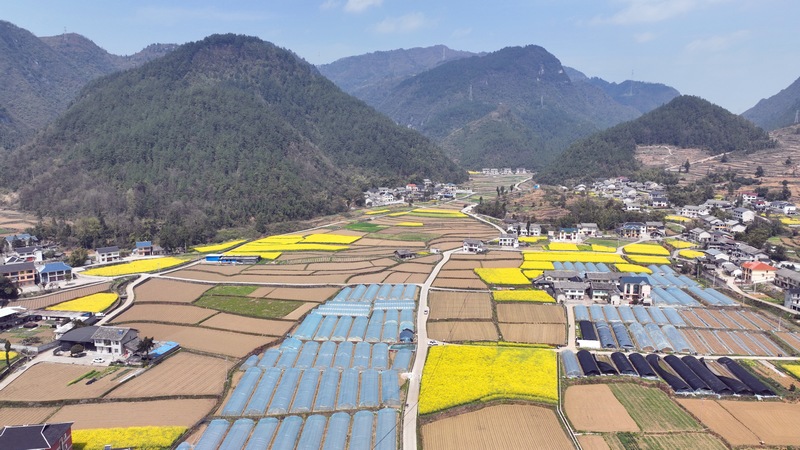 （圖6）遵義市綏陽縣風(fēng)華鎮(zhèn)糧油種植基地.jpg