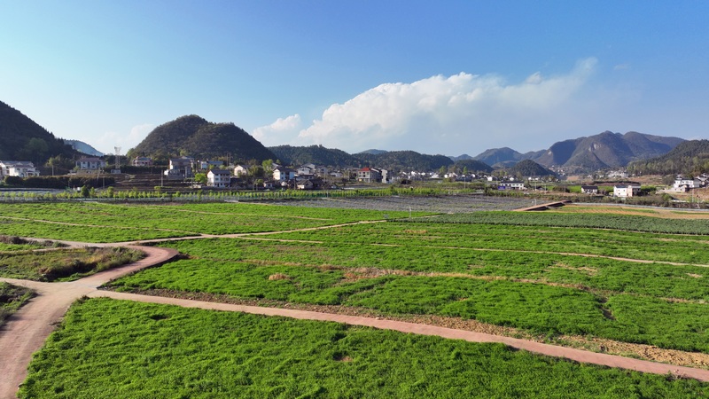 （圖2）遵義市新蒲新區(qū)團(tuán)澤鎮(zhèn)和平村綠肥生長旺盛.jpg