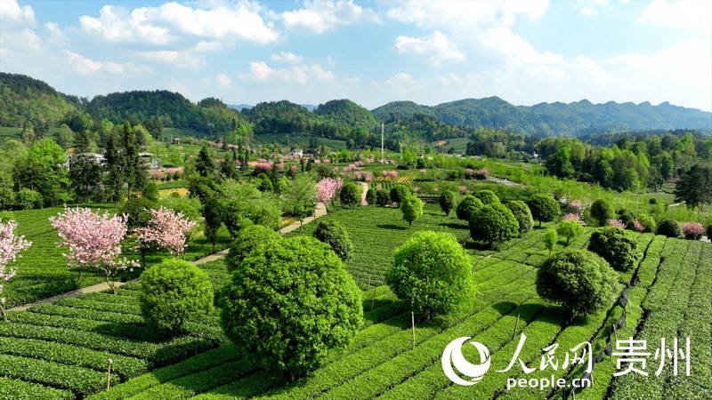 婁山觀·村游記 貴州湄潭：萬(wàn)畝茶海碧波蕩 茶旅融合奏樂(lè)章