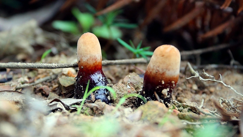 仿野生靈芝破土而出。