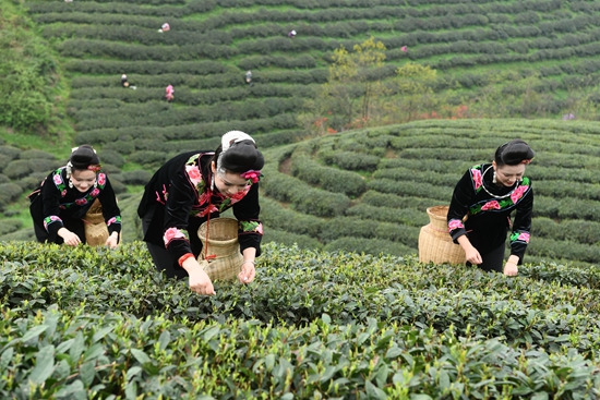 雷山銀球茶問鼎中國好綠茶貴州金獎茶王