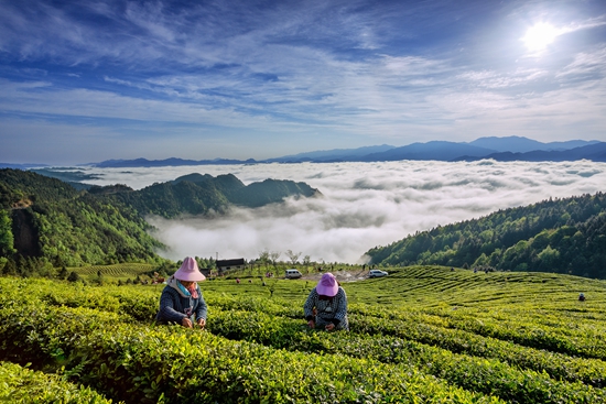 雷山銀球茶問(wèn)鼎中國(guó)好綠茶貴州金獎(jiǎng)茶王_fororder_高山云霧出好茶2-楊昌國(guó)