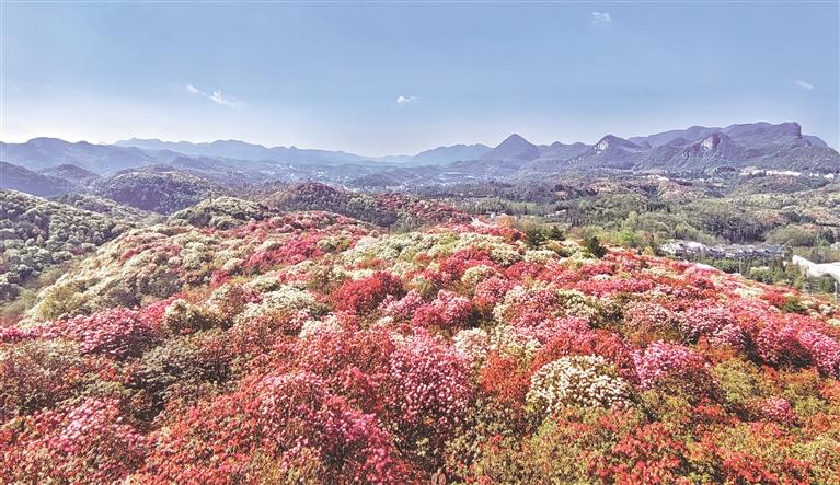 從“花山”到“金山” 百里杜鵑深挖潛力打造高品質(zhì)旅游區(qū)