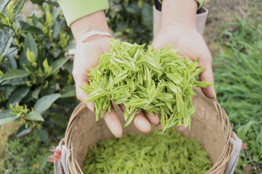 貴州獨山茶葉“出山記”——從深山走向世界的一片葉子自述