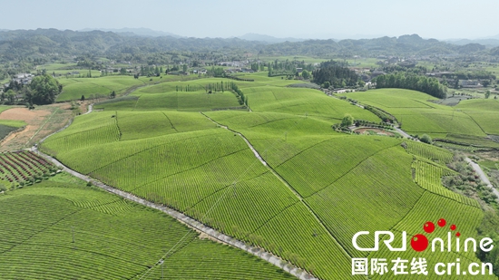 “全國新茶飲供應鏈中心”簽約儀式在貴州湄潭舉行