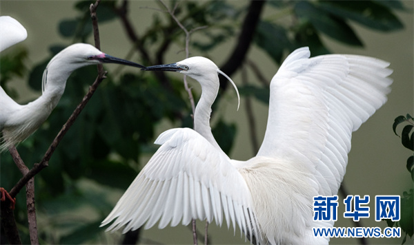 貴州劍河：清水江畔好風光 人鳥和諧共家園