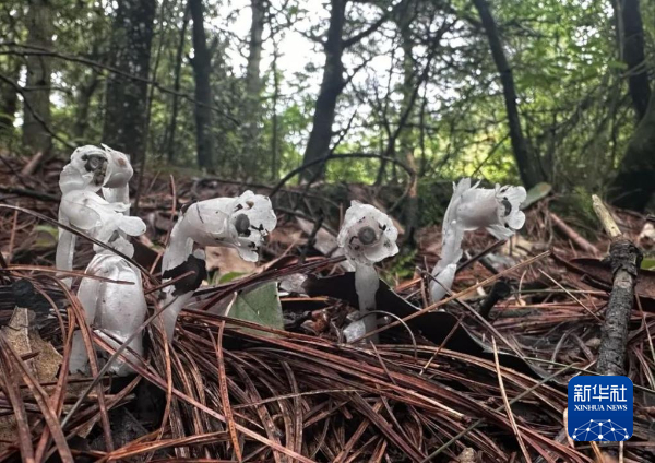 貴州六盤水發(fā)現(xiàn)百余株近危級(jí)珍稀植物水晶蘭