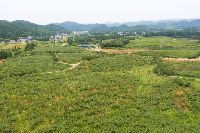 松桃苗族自治縣五七河小流域治理項(xiàng)目獼猴桃產(chǎn)業(yè)。潘希來(lái)攝