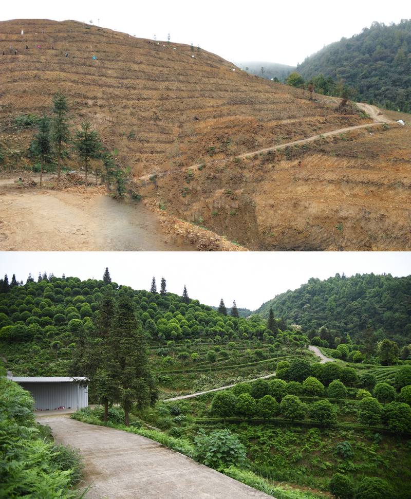 上圖為2015年湄潭縣高臺(tái)金塘河小流域治理時(shí)的場(chǎng)景；下圖為2024年湄潭縣高臺(tái)金塘河小流域治理成效的場(chǎng)景。潘希來(lái)攝