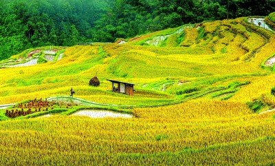 貴州從江：稻香織夢 魚鴨共歌