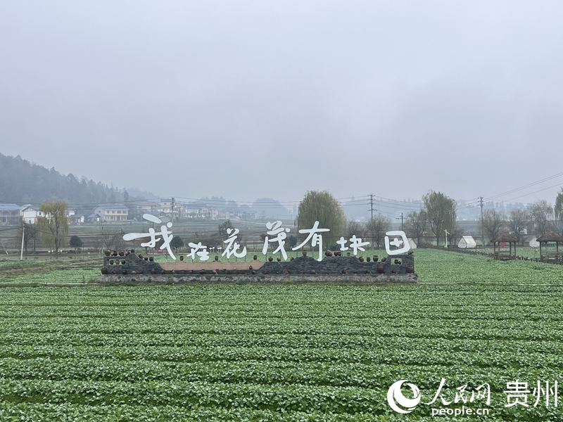 古紙畫(huà)新貌 貴州花茂村年年新