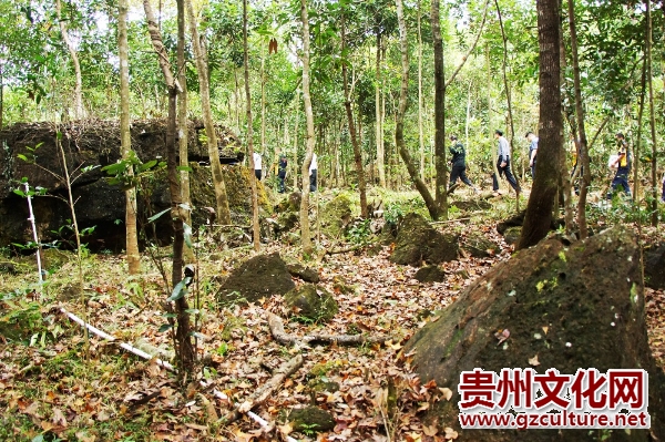 八角肉桂在石多土少的地方也能生長(zhǎng)良好，十分適合八桂山區(qū)種植。.JPG