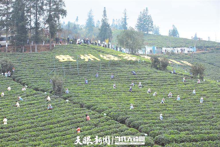 茶源引客源 普安“茶+”香飄四方