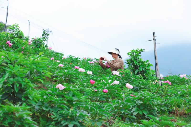 游客慕名前來打卡賞花。