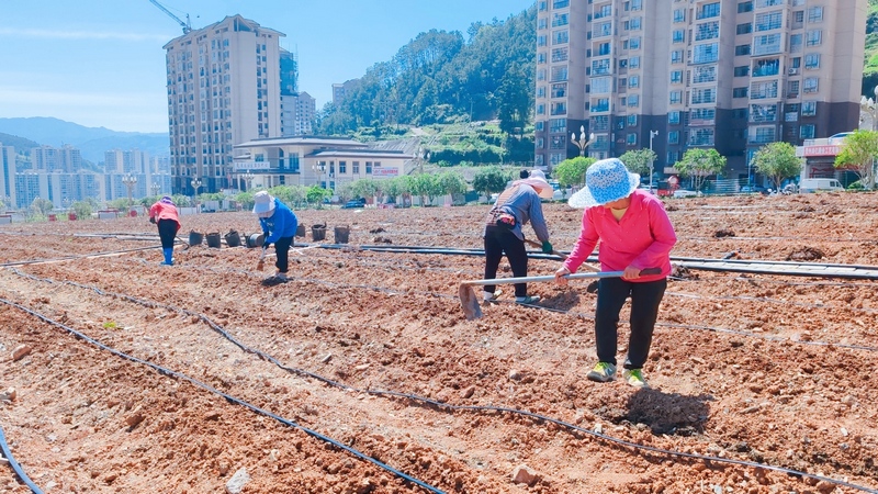 社區(qū)兩委組織村民練地  為種植作物做準備。