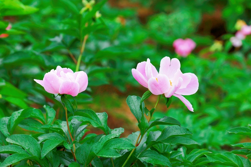 枳殼套種芍藥迎來花期。