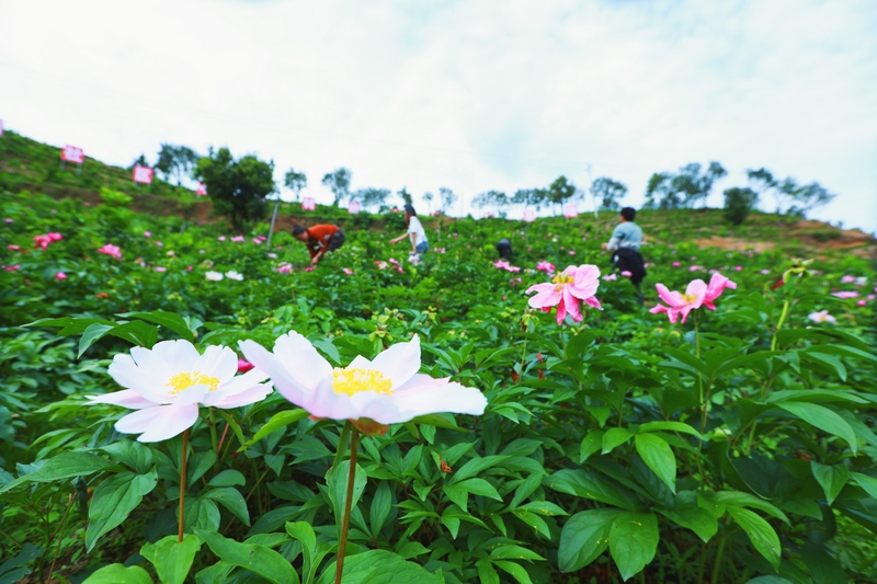 貴州劍河：花開(kāi)幸福來(lái)