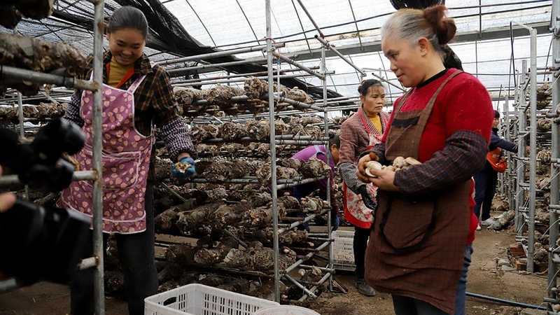 小箐鎮(zhèn)巖鷹山村附近的十余名村民正在食用菌基地大棚內(nèi)棚內(nèi)嫻熟地采摘食用菌 。文俊入攝