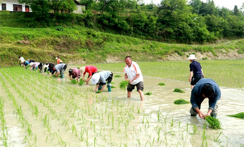 沔山村村民為冉德恩農(nóng)戶插秧場(chǎng)景。羅霜 攝