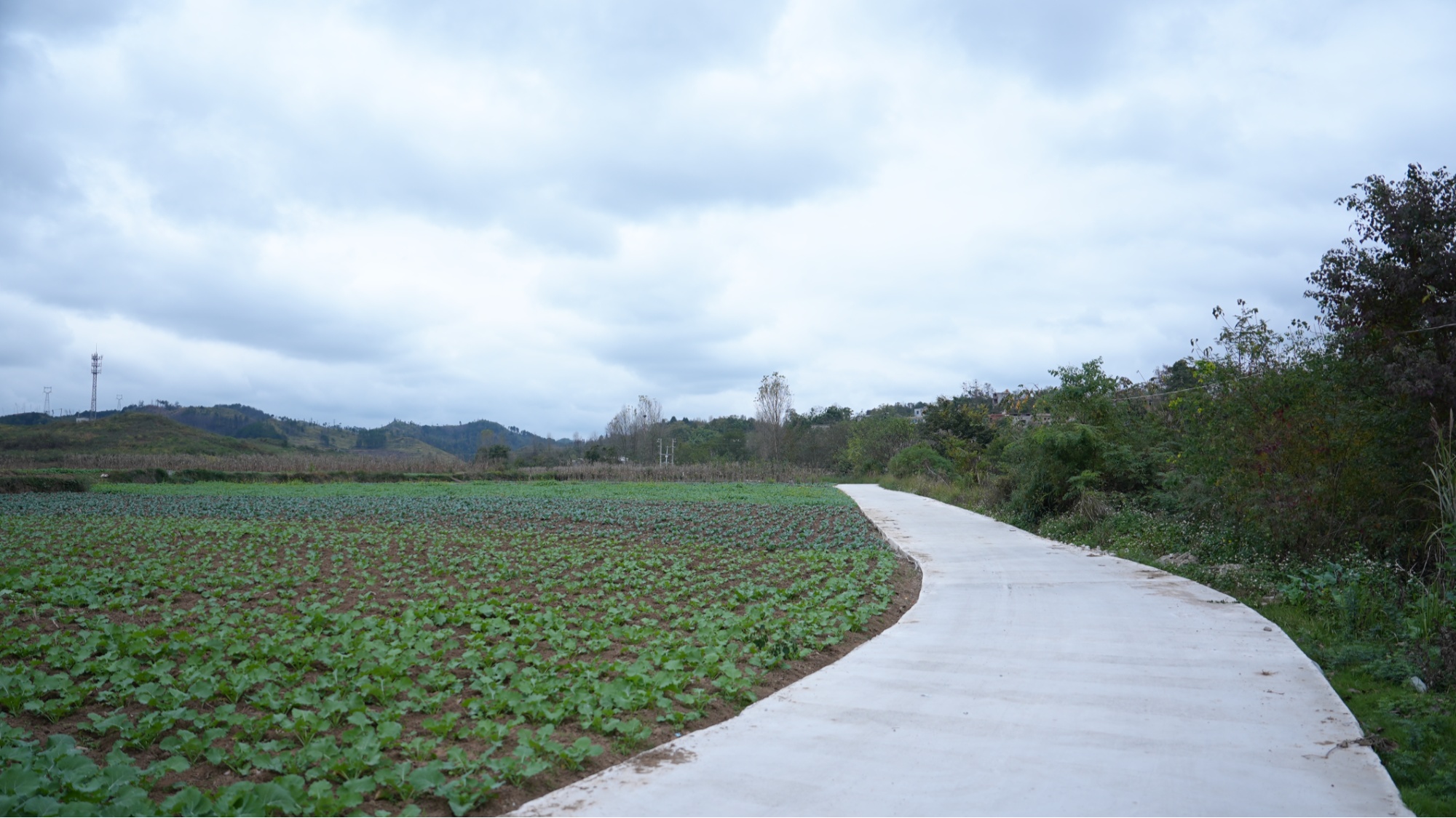 貴州惠水：東西協(xié)作結(jié)碩果共筑產(chǎn)業(yè)致富路