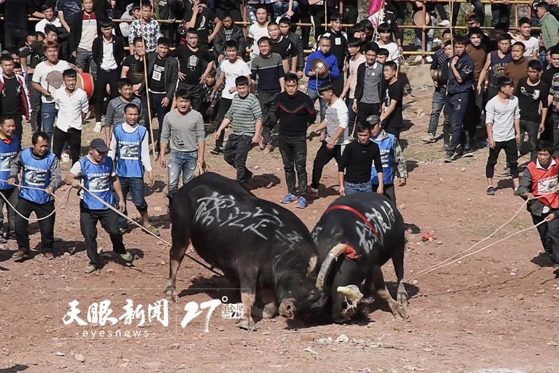 讀方志 行貴州｜斗牛相思，交流和情誼綿綿無絕期