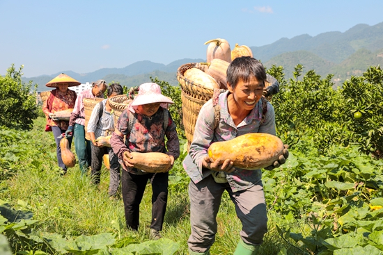 貴州：經(jīng)濟(jì)總量邁上2萬億元新臺(tái)階 高質(zhì)量發(fā)展成為主旋律_fororder_<a href=http://www.gzculture.net target=_blank class=infotextkey>銅仁</a>河壩鎮(zhèn)村民趁著晴好天氣搶收南瓜，享受豐收的喜悅 楊文美  2023年.JPG