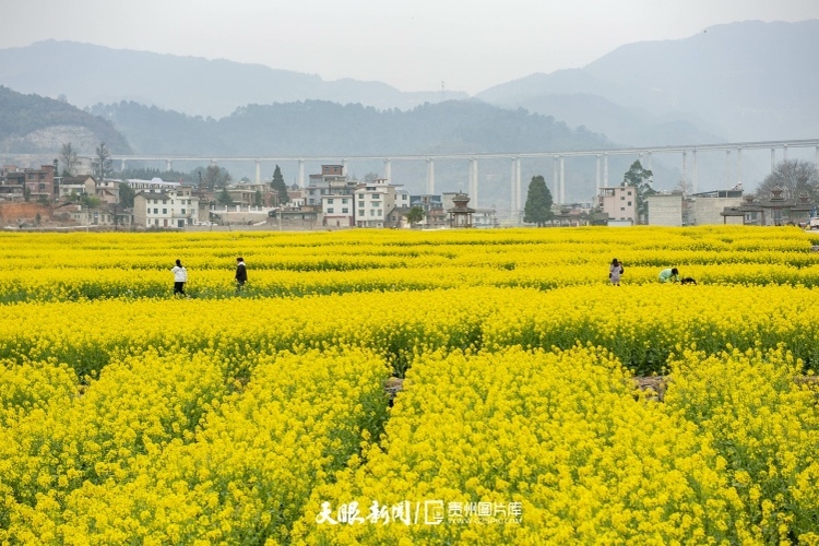 通往春天的路上 領(lǐng)略貴州最美風(fēng)景線