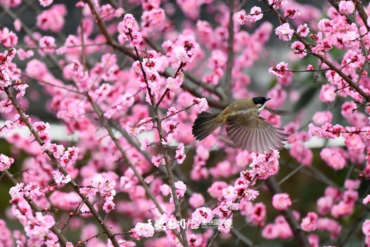 通往春天的路上 領(lǐng)略貴州最美風(fēng)景線