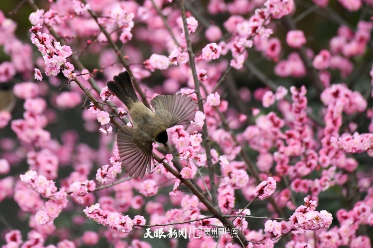 通往春天的路上 領(lǐng)略貴州最美風(fēng)景線