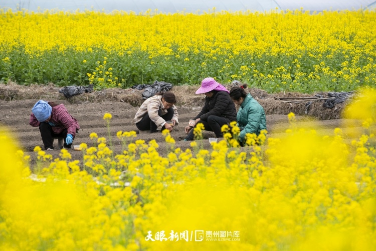 通往春天的路上 領(lǐng)略貴州最美風(fēng)景線