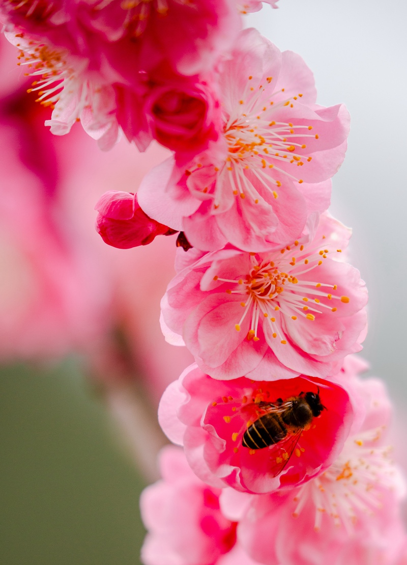 花香沁人脾（姚祖銀  攝）