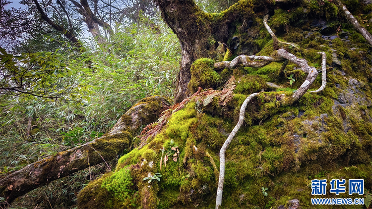 探秘冬日梵凈山