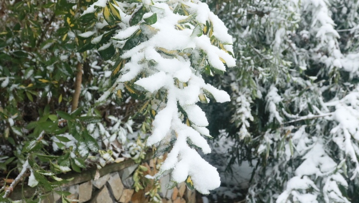 瑞雪壓彎了樹枝。稅會靜攝