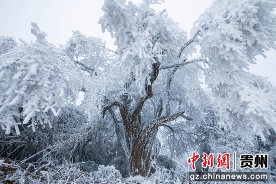 2月26日，在貴州省道真自治縣大沙河國家級(jí)自然保護(hù)區(qū)內(nèi)拍攝的雪景。