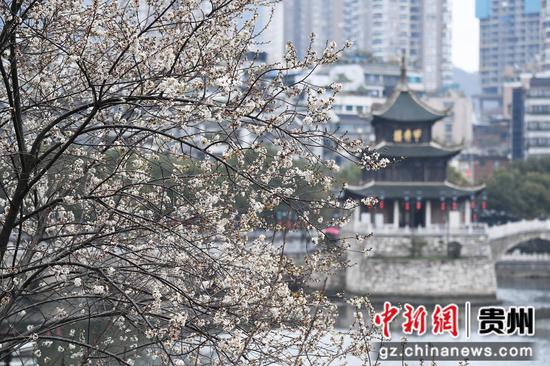 2月27日，<a href=http://www.gzculture.net target=_blank class=infotextkey>貴陽</a>市南明河畔綻放的李花與甲秀樓相映成景。