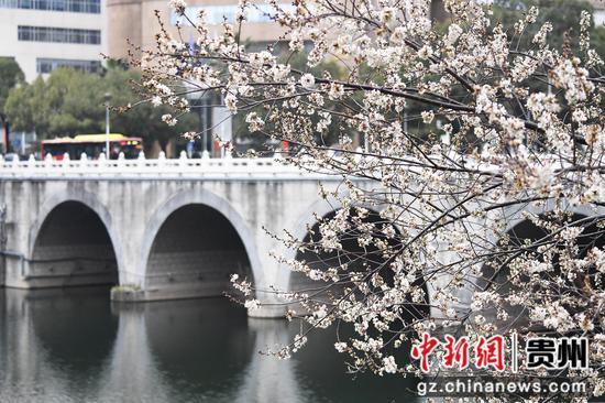 2月27日，<a href=http://www.gzculture.net target=_blank class=infotextkey>貴陽</a>市南明河畔綻放的李花與南明橋相映成景。