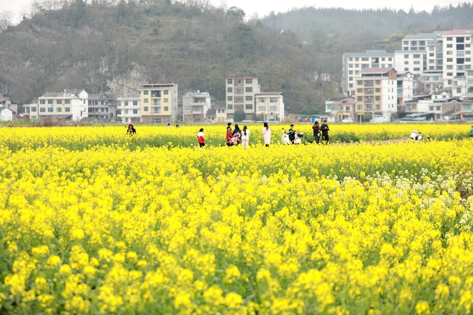 貴州天柱：油菜花開引客來_fororder_游客在鳳城大壩油菜花田間踏青賞花4