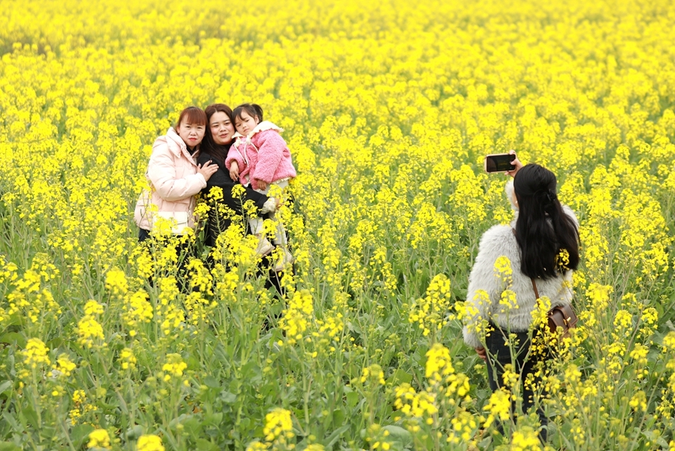 貴州天柱：油菜花開引客來_fororder_游客在鳳城大壩油菜花田間打卡拍照3