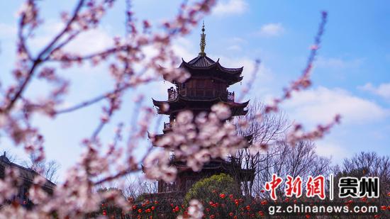 3月5日古鎮(zhèn)春日風(fēng)景櫻花映塔樓  李靈攝