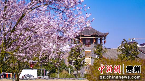 3月5日古鎮(zhèn)春日風(fēng)景櫻花映塔樓。  李靈攝