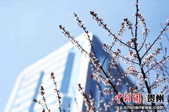 3月5日，<a href=http://www.gzculture.net target=_blank class=infotextkey>貴陽(yáng)</a>市南明河畔盛開(kāi)的李花與城市建筑相映成景。