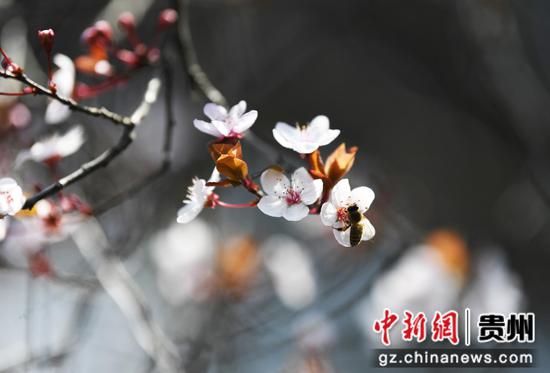 3月5日，一只蜜蜂在<a href=http://www.gzculture.net target=_blank class=infotextkey>貴陽(yáng)</a>市南明河畔盛開(kāi)的李花叢中采蜜。