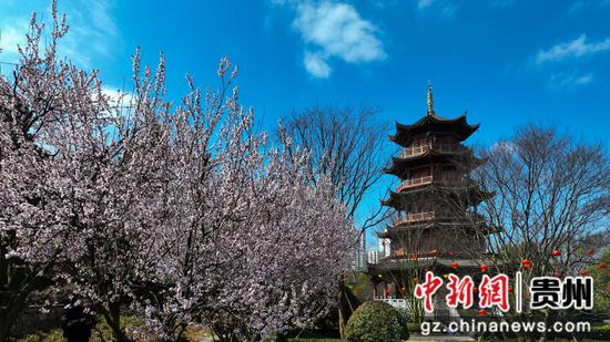 3月5日古鎮(zhèn)春日風(fēng)景櫻花映塔樓 。李靈攝