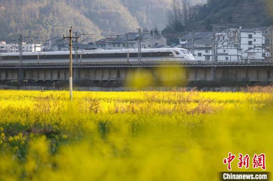 3月11日，“和諧號”動車組從油菜花田駛過。中新網(wǎng)記者 瞿宏倫 攝