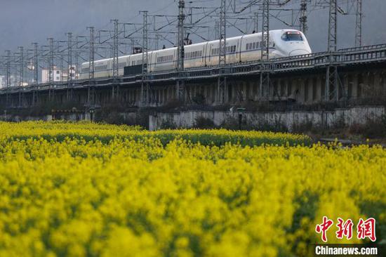 3月11日，“和諧號”動車組從油菜花田駛過。中新網(wǎng)記者 瞿宏倫 攝