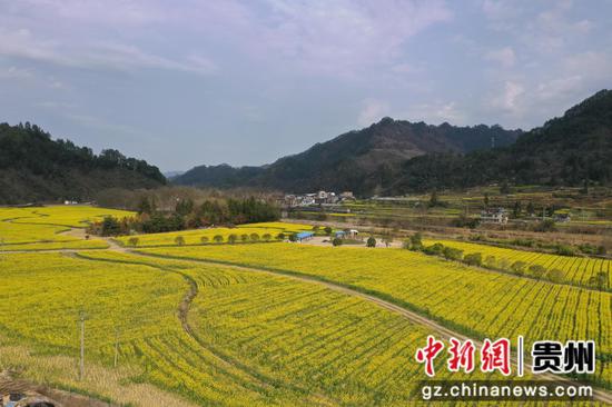 老屯鄉(xiāng)榕山大壩油菜花田   邰英 熊慶來攝